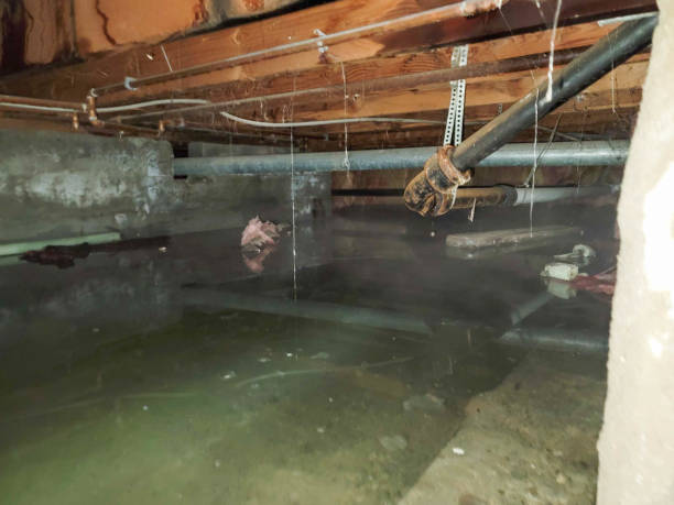 Best Water damage contractors near me  in Lake Of The Woods, VA